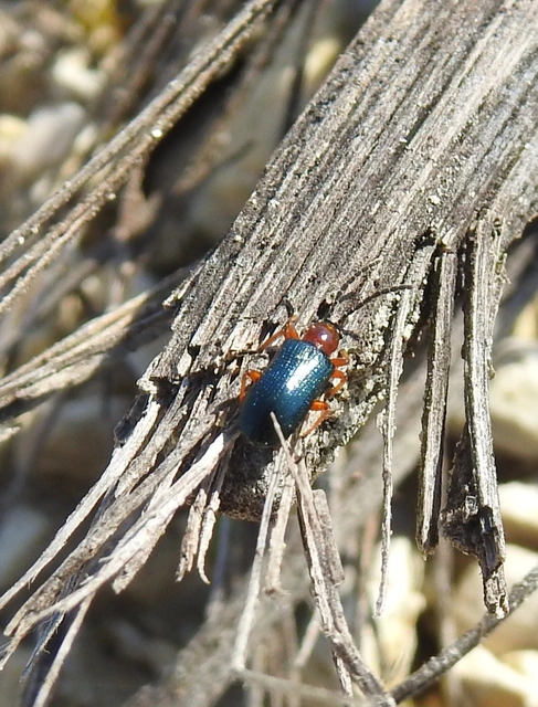 Oulema melanopus/duftschmidi