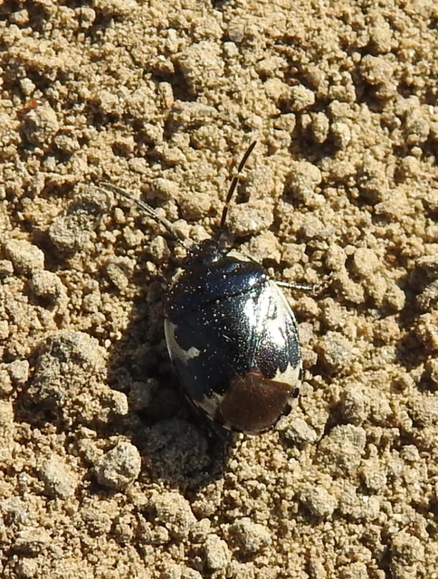 Tritomegas bicolor - foltos földipoloska