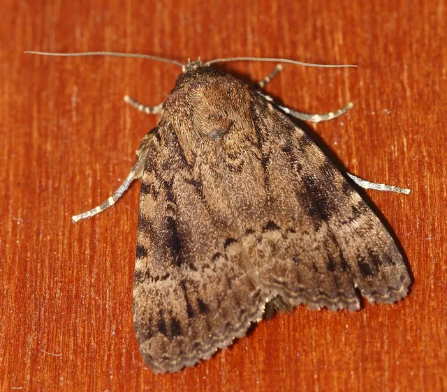 Amphipyra pyramidea - fahéjszínű bagoly