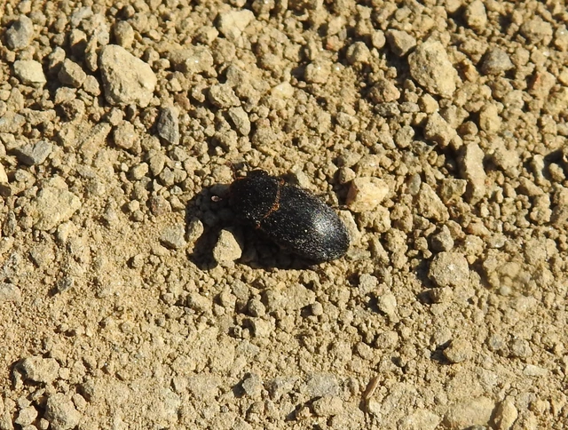 Dermestes laniarius - gyászos porva Dermestes laniarius - gyászos porva