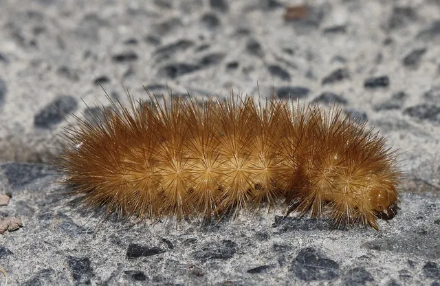 Diaphora mendica - felemás medvelepke