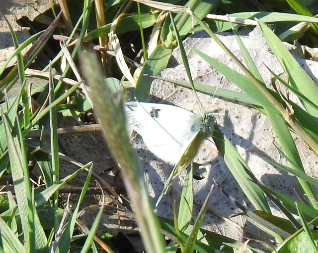 Pontia edusa - rezedalepke