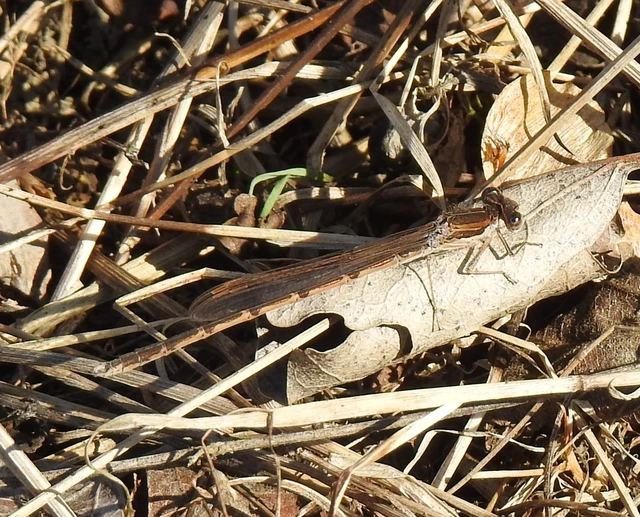 Sympecma fusca - téli rablószitakötő