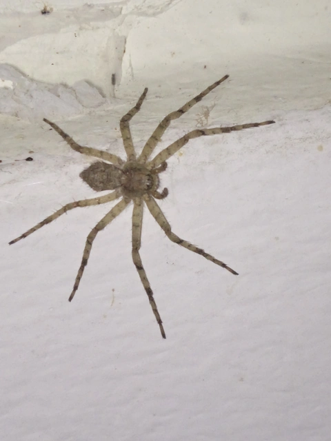 Philodromus margaritatus - bükkfa-fürgekarolópók