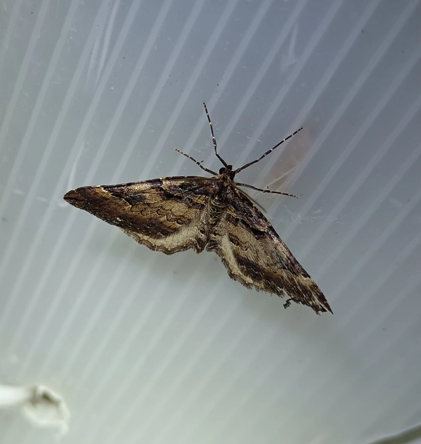 Earophila badiata - csipkerózsa-araszoló