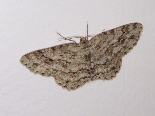 Ectropis crepuscularia - avararaszoló