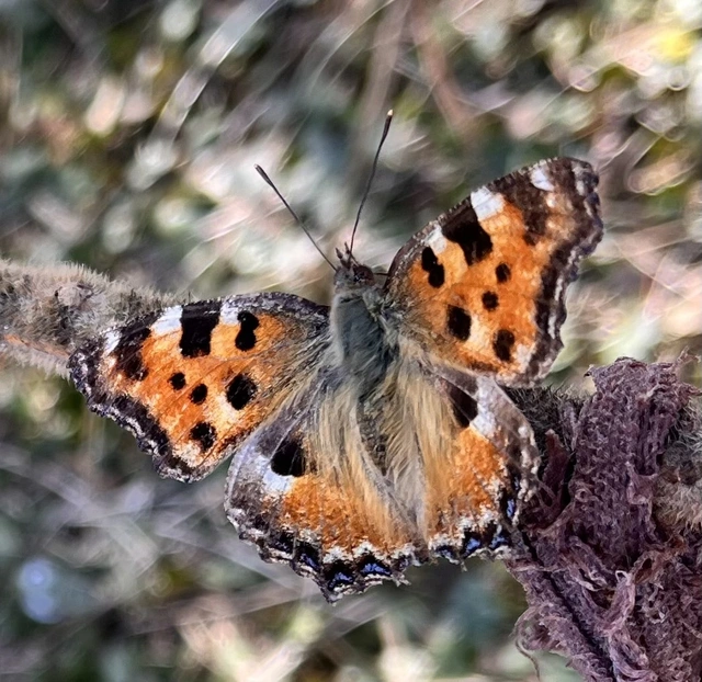 Nymphalis polychloros - nagy rókalepke