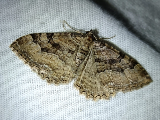 Hydria cervinalis - őzbarna araszoló