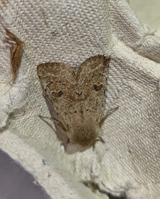 Orthosia cruda - kis barkabagoly