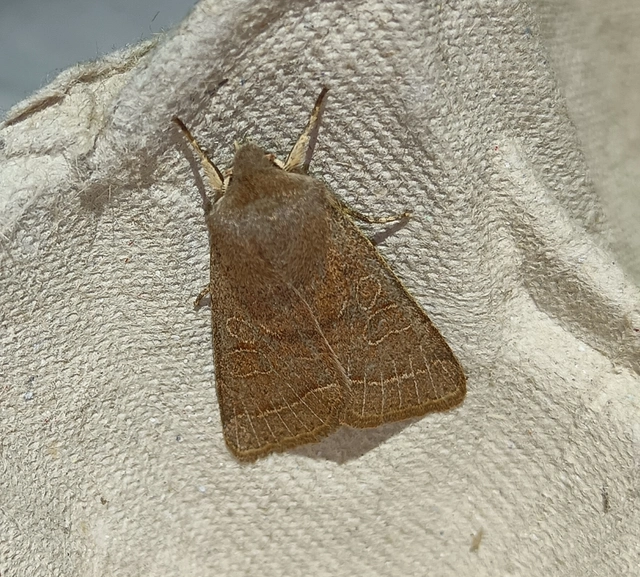 Orthosia cerasi - közepes barkabagoly
