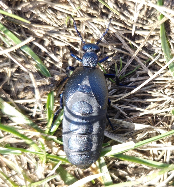 Meloe proscarabaeus - közönséges nünüke