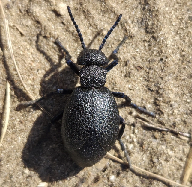Meloe cicatricosus - óriásnünüke