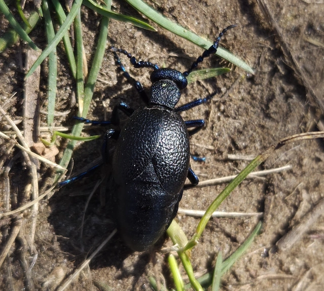 Meloe proscarabaeus - közönséges nünüke