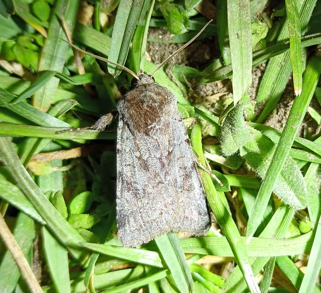 Cerastis rubricosa - vörhenyes tavaszibagoly