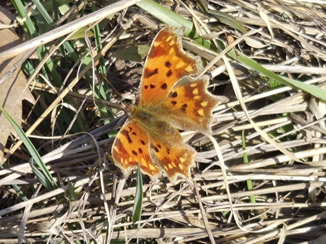 Nymphalis c-album - C-betűs lepke