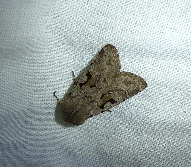 Orthosia gothica - feketefoltos barkabagoly