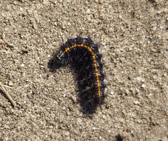 Spiris striata - csíkos molyszövő