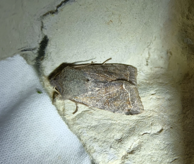 Orthosia incerta - változékony barkabagoly