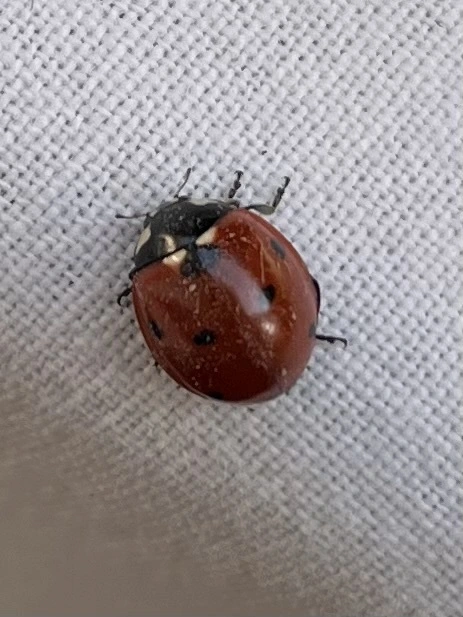 Coccinella septempunctata - hétpettyes katica