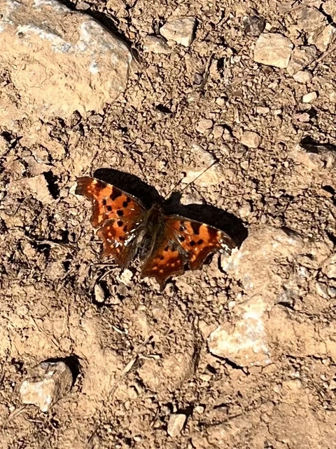 Nymphalis c-album - C-betűs lepke