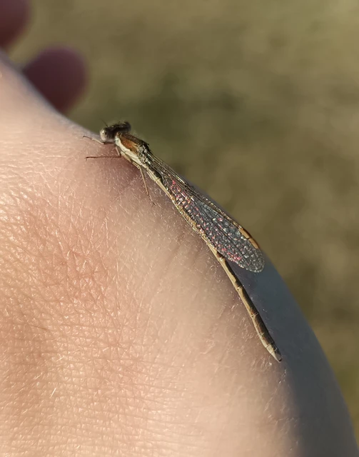 Sympecma fusca - téli rablószitakötő