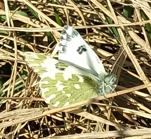 Pontia edusa - rezedalepke