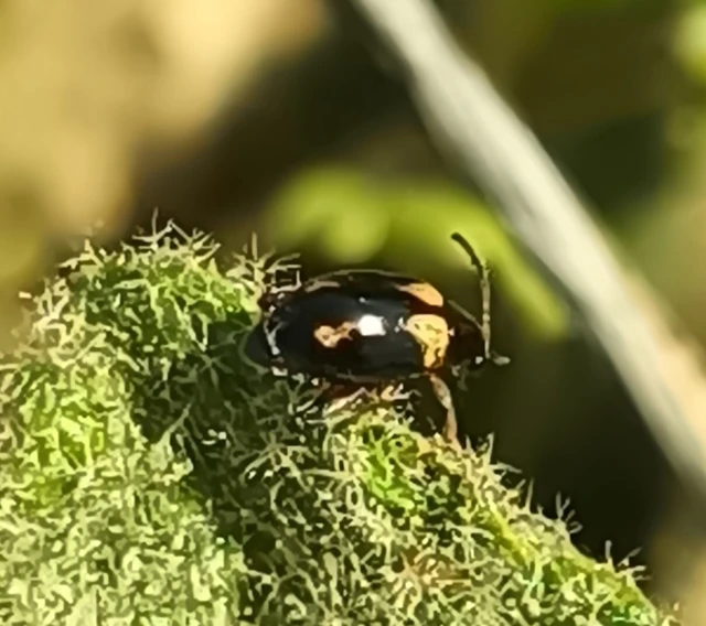 Longitarsus quadriguttatus
