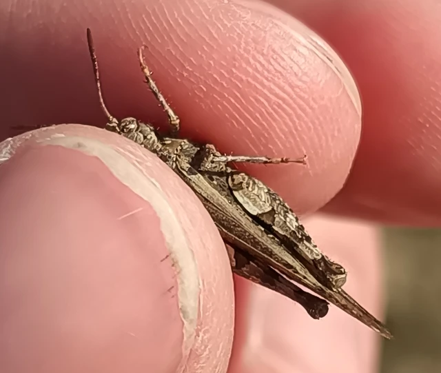 Acrotylus insubricus - önbeásósáska