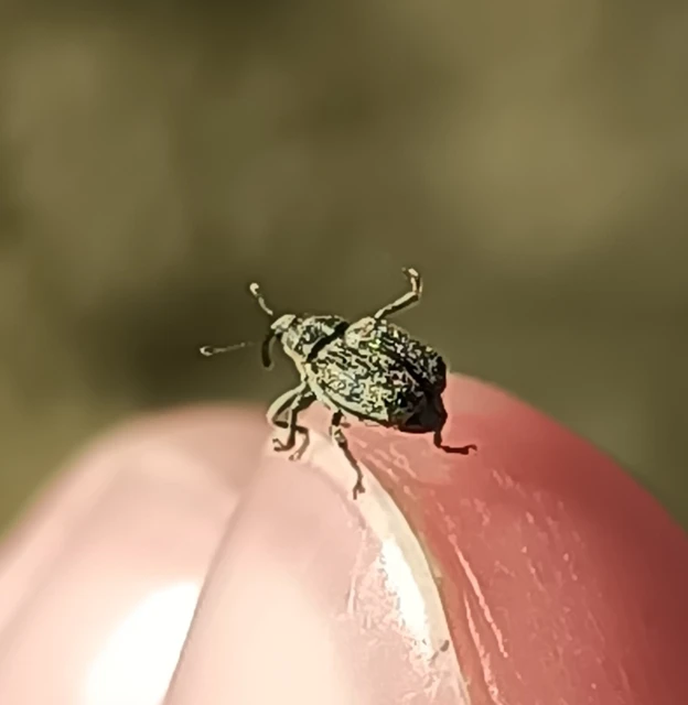 Ceutorhynchus pallidactylus - szőrös repce-ceutormányos