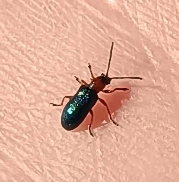 Oulema melanopus/duftschmidi