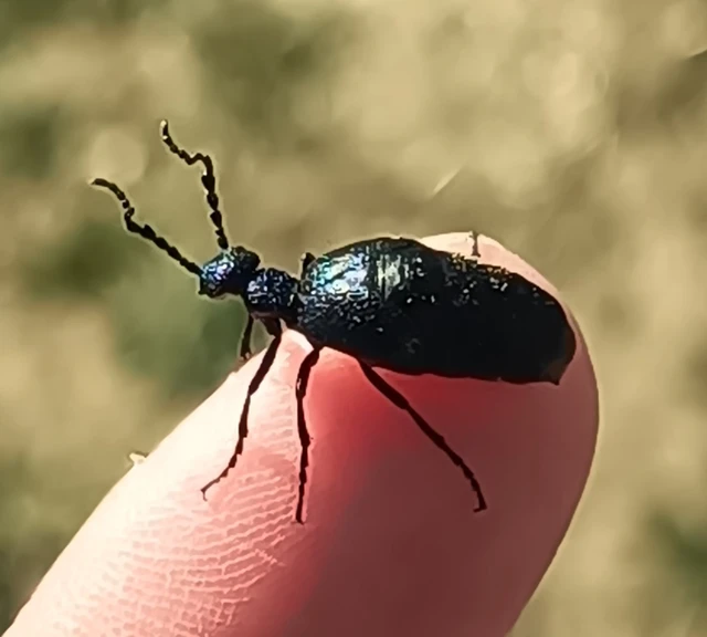 Meloe proscarabaeus - közönséges nünüke