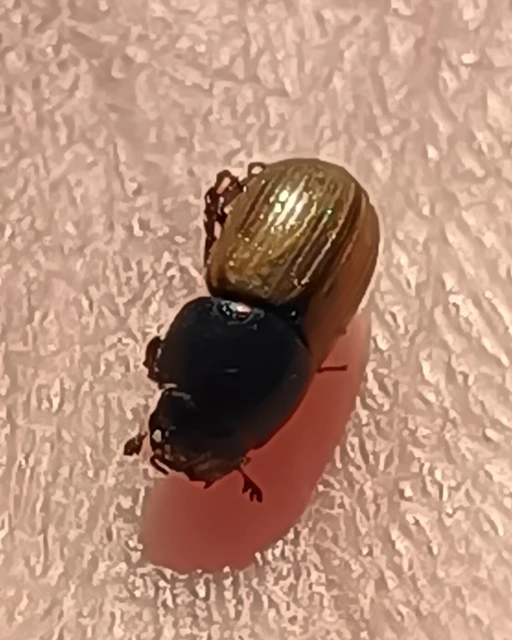 Aphodius foetidus