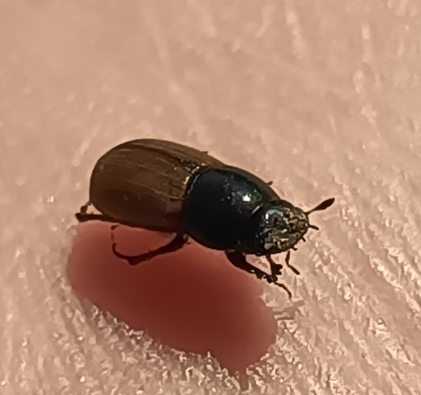 Aphodius foetidus