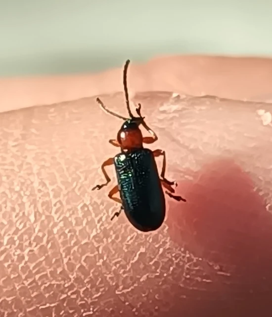 Oulema melanopus/duftschmidi