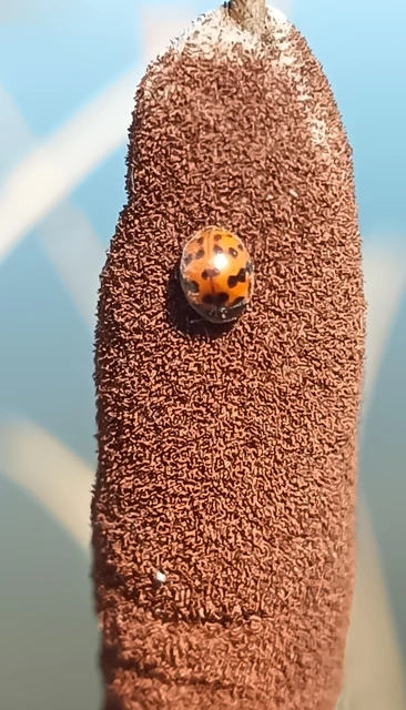 Subcoccinella vigintiquatuorpunctata - lucernaböde