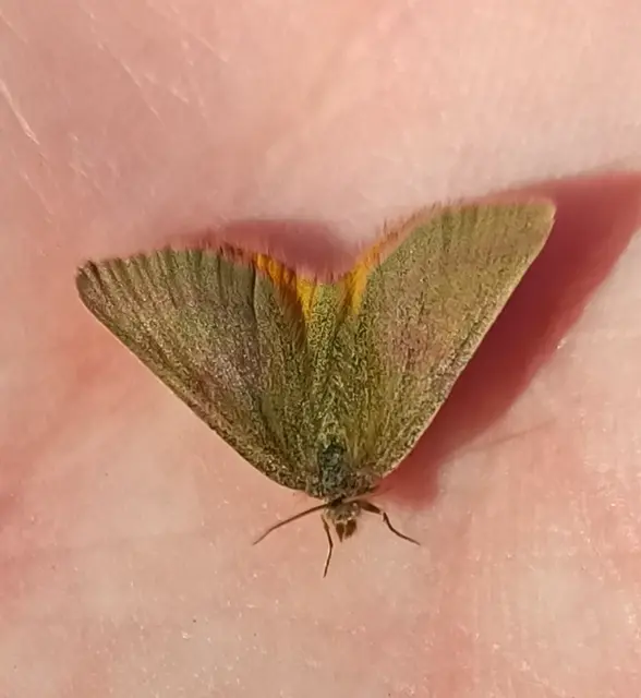 Lythria purpuraria - bíborsávos araszoló