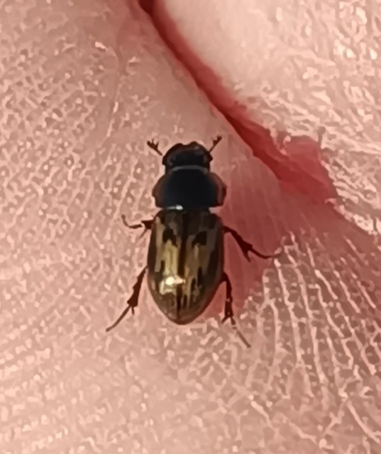Aphodius distinctus - rajzos trágyabogár