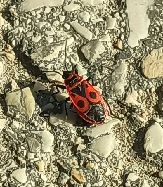 Pyrrhocoris apterus - verőköltő poloska