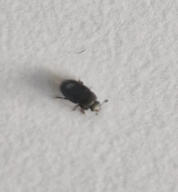 Meligethinae Meligethinae