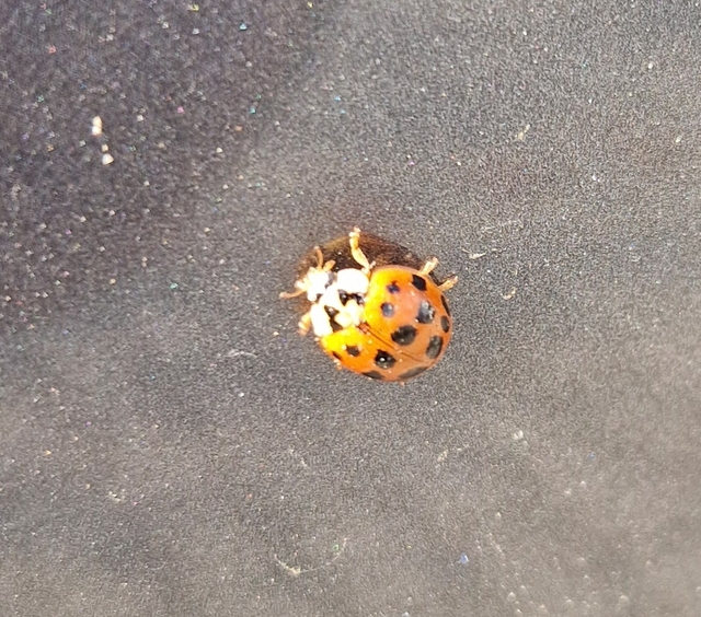 Harmonia axyridis - harlekinkatica