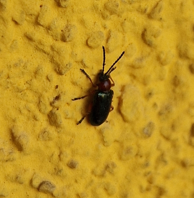 Oulema melanopus/duftschmidi