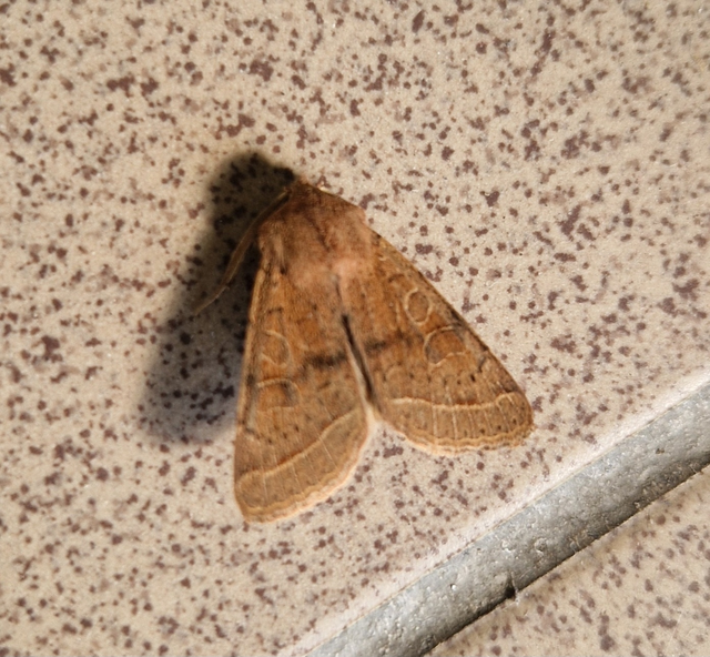 Orthosia cerasi - közepes barkabagoly