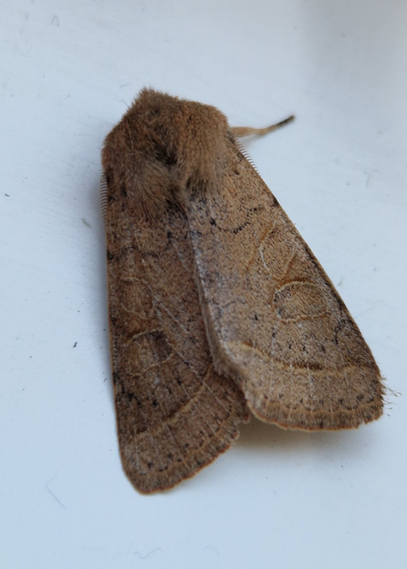 Orthosia cerasi - közepes barkabagoly