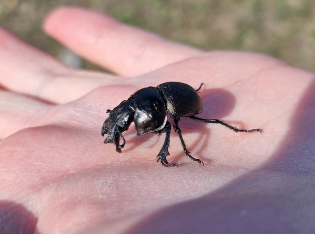 Lethrus apterus - nagyfejű csajkó