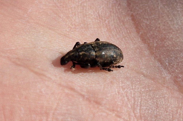 Leucophyes pedestris - négypettyes barkó