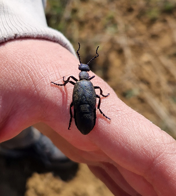 Meloe proscarabaeus - közönséges nünüke