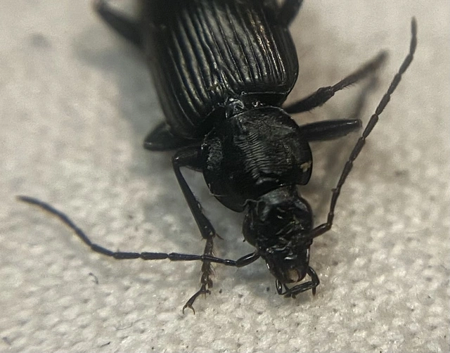 Agonum lugens - mocsári kisfutó Agonum lugens - mocsári kisfutó