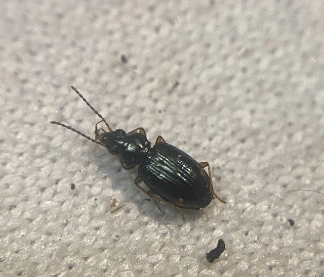 Bembidion assimile - kis gyorsfutó (Bembidion assimile)