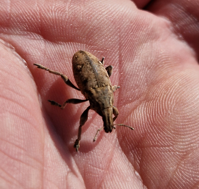 Leucophyes pedestris - négypettyes barkó