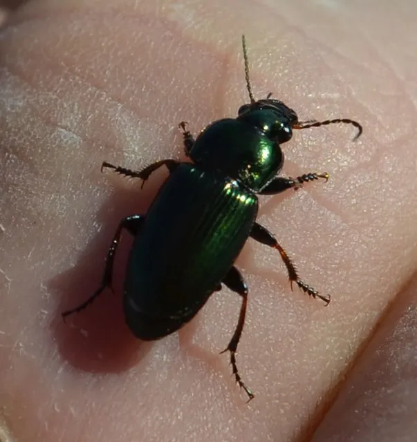Harpalus distinguendus - mezei lomhafutó